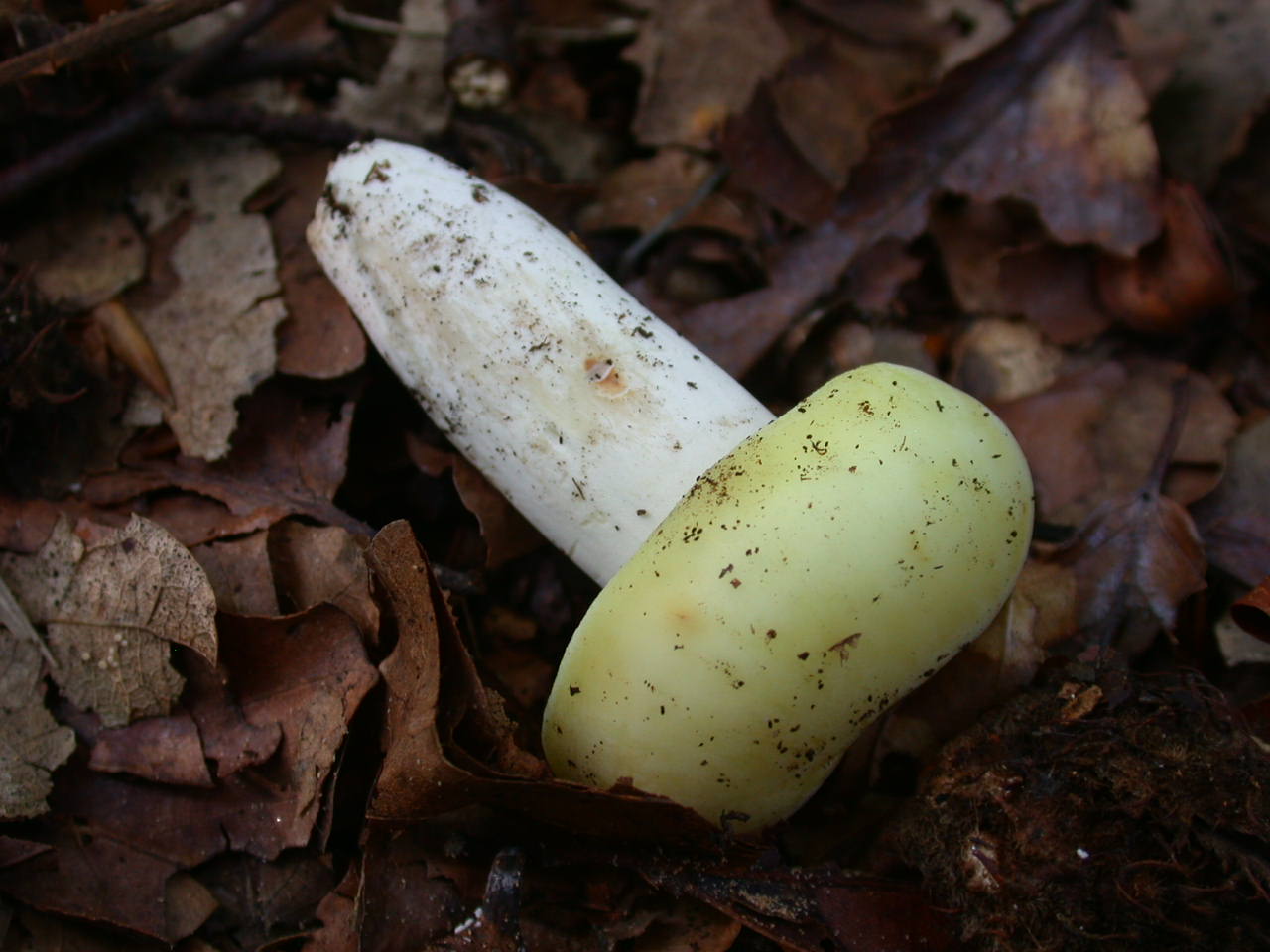 Russula violeipes ... var.citrina